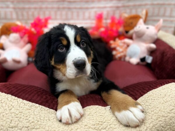 Bernese Mountain Dog-Dog-Male-Black Rust and White-26304-Petland Scottsdale, Arizona