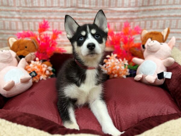 F1B Pomsky-Dog-Female-Black and White-26311-Petland Scottsdale, Arizona