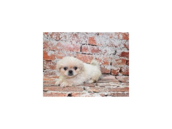 Pekingese-Dog-Female-Cream-26319-Petland Scottsdale, Arizona
