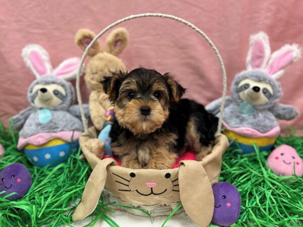 F2 Morkie-Dog-Male-Black / Tan-26337-Petland Scottsdale, Arizona