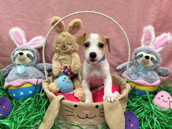 Jack Russell Terrier-Dog-Male-Red / White-26329-Petland Scottsdale, Arizona