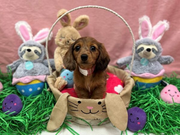 Dachshund-Dog-Female-Red-26327-Petland Scottsdale, Arizona