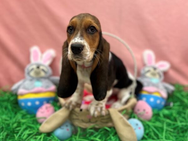 Basset Hound-Dog-Female-Black / Tan-26331-Petland Scottsdale, Arizona