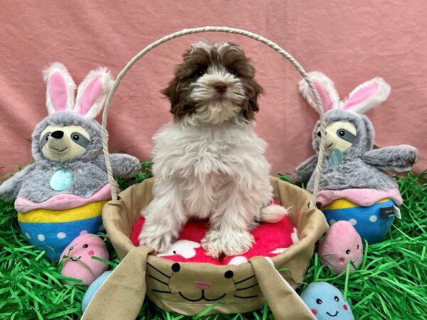 Havanese/Poodle-Dog-Male-Silver Sable-26312-Petland Scottsdale, Arizona