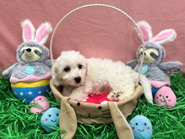 Bichon Frise-Dog-Male-White-26315-Petland Scottsdale, Arizona