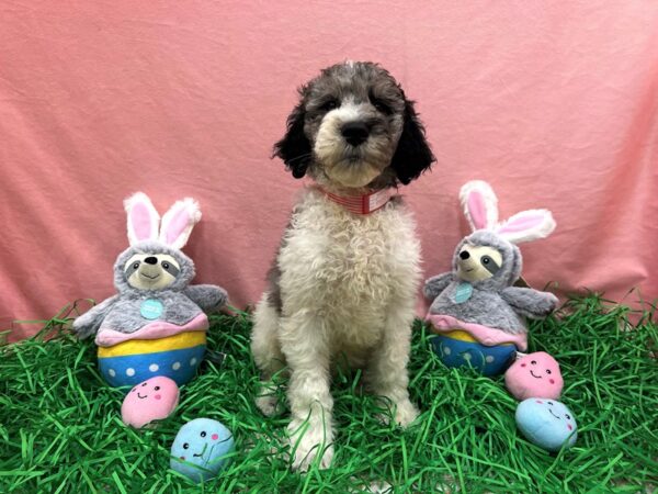F1B Goldendoodle-Dog-Male-Parti-26345-Petland Scottsdale, Arizona