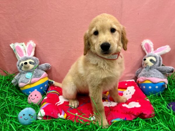 Golden Retriever-Dog-Female-Golden-26344-Petland Scottsdale, Arizona
