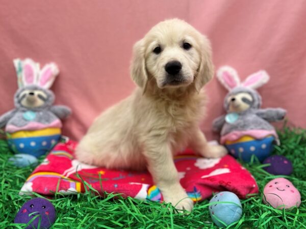 English Cream Golden Retriever-Dog-Male-Cream-26341-Petland Scottsdale, Arizona