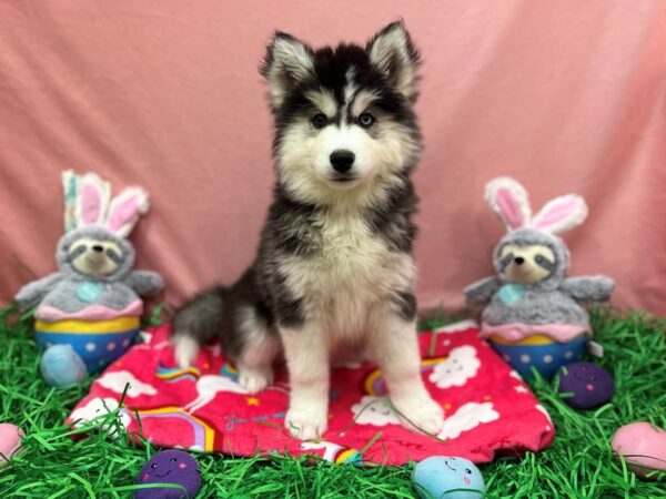 Siberian Husky-Dog-Female-Black and White-26323-Petland Scottsdale, Arizona