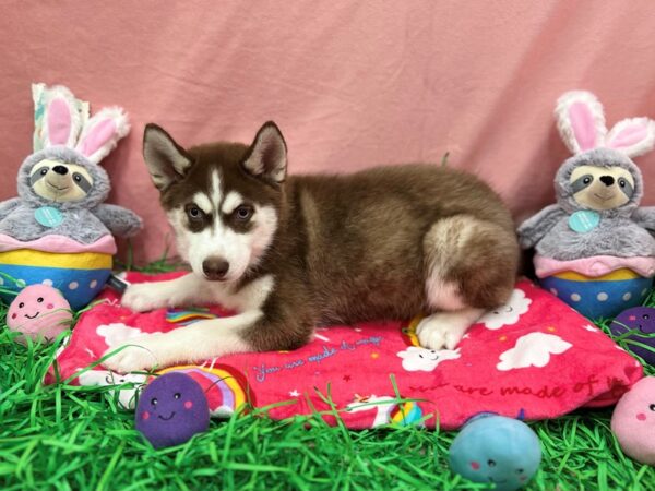 Siberian Husky-Dog-Female-Red / White-26334-Petland Scottsdale, Arizona