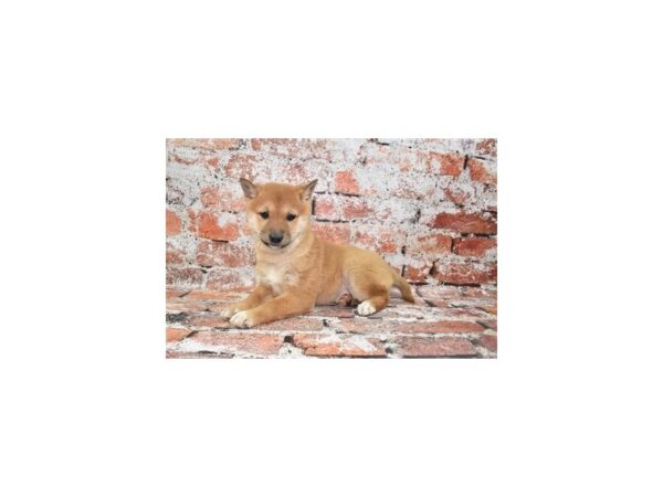 Shiba Inu-Dog-Female-Red-26355-Petland Scottsdale, Arizona