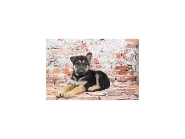 German Shepherd Dog-Dog-Male-Black and Tan-26358-Petland Scottsdale, Arizona