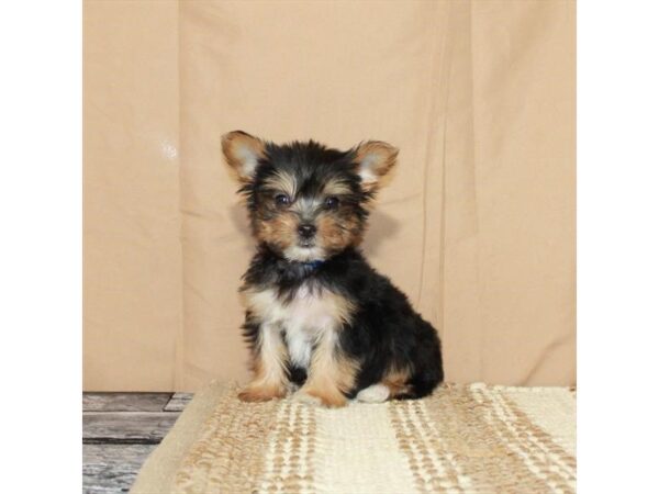 Yorkshire Terrier-Dog-Male-Black / Tan-26375-Petland Scottsdale, Arizona