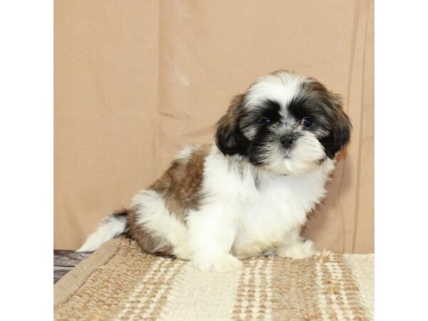 Shih Tzu-Dog-Male-White / Gold-26374-Petland Scottsdale, Arizona