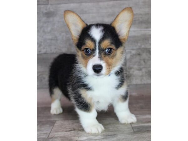 Pembroke Welsh Corgi-Dog-Male-Black Tan / White-26363-Petland Scottsdale, Arizona