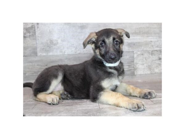 German Shepherd Dog-Dog-Female-Black / Tan-26368-Petland Scottsdale, Arizona