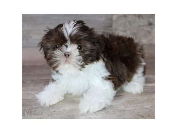 Shih Tzu-Dog-Female-Liver / White-26364-Petland Scottsdale, Arizona