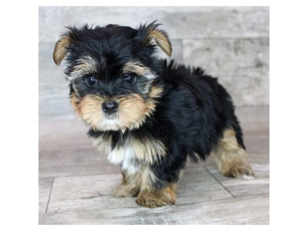Yorkshire Terrier-Dog-Male-Black / Tan-26365-Petland Scottsdale, Arizona
