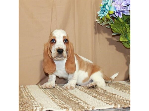 Basset Hound-Dog-Female-White / Red-26369-Petland Scottsdale, Arizona