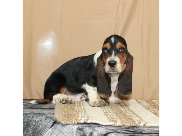 Basset Hound-Dog-Male-White Black / Tan-26370-Petland Scottsdale, Arizona