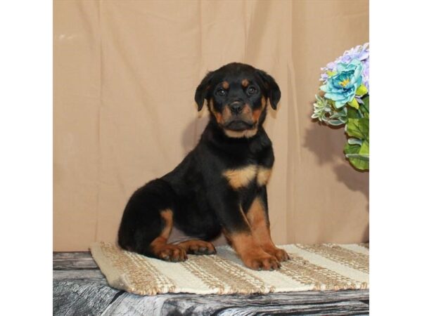 Rottweiler-Dog-Female-Black / Tan-26372-Petland Scottsdale, Arizona