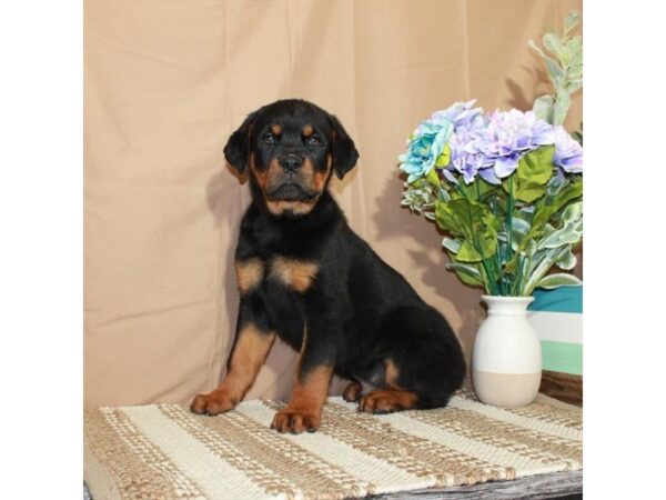 Rottweiler-Dog-Male-Black / Tan-26373-Petland Scottsdale, Arizona
