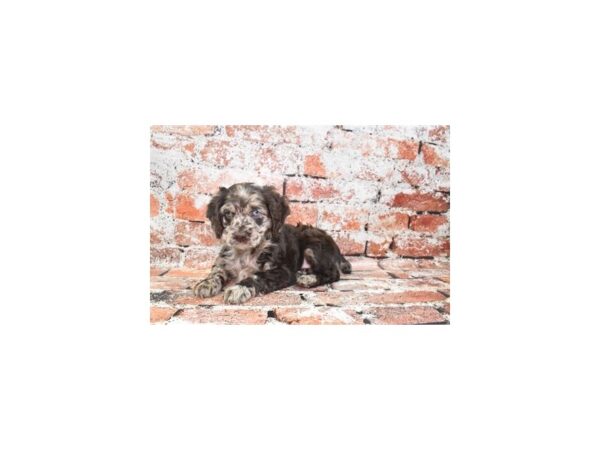 Cocker Spaniel/Poodle-Dog-Male-Brown-26349-Petland Scottsdale, Arizona
