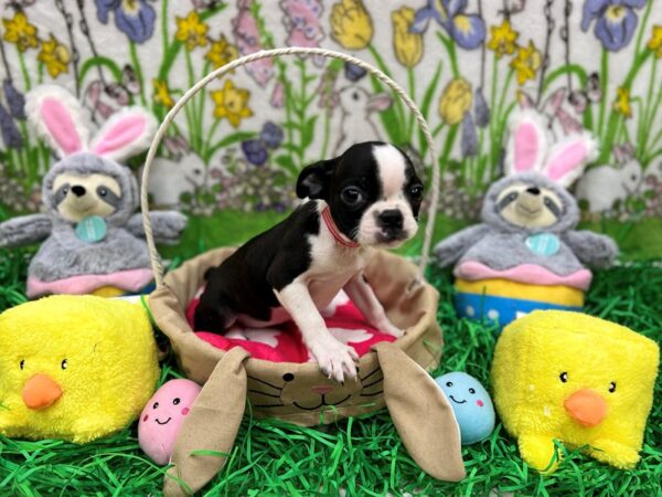 Boston Terrier-Dog-Female-Black / White-26366-Petland Scottsdale, Arizona