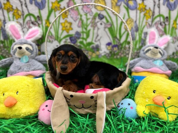 Dachshund-Dog-Male-Black / Tan-26367-Petland Scottsdale, Arizona