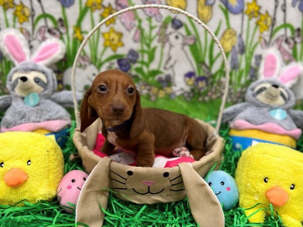 Dachshund-Dog-Male-Red-26361-Petland Scottsdale, Arizona