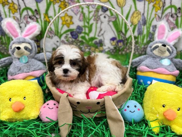 Bichon Frise/Shih Tzu-Dog-Male-Red and White-26351-Petland Scottsdale, Arizona