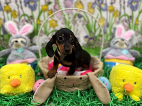 Dachshund-Dog-Female-Black and Tan-26360-Petland Scottsdale, Arizona