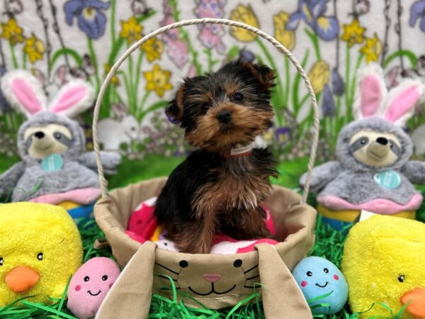 Yorkshire Terrier-Dog-Female-Black and Tan-26354-Petland Scottsdale, Arizona
