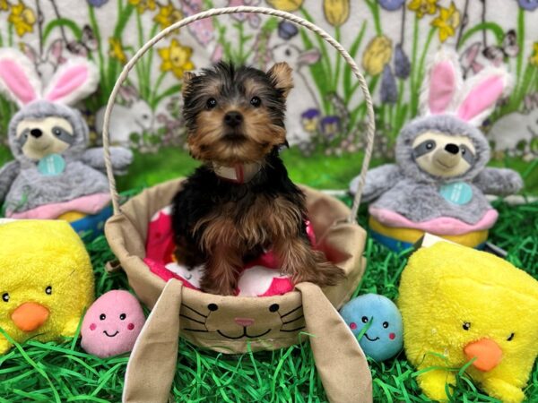 Silky Terrier-Dog-Female-Black and Tan-26353-Petland Scottsdale, Arizona