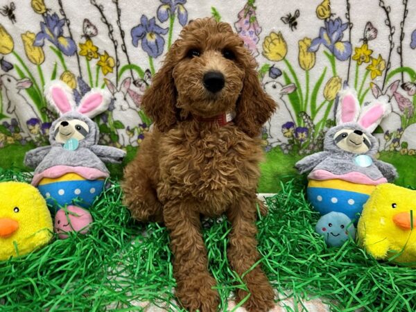 Labradoodle F1-B-Dog-Female--26378-Petland Scottsdale, Arizona