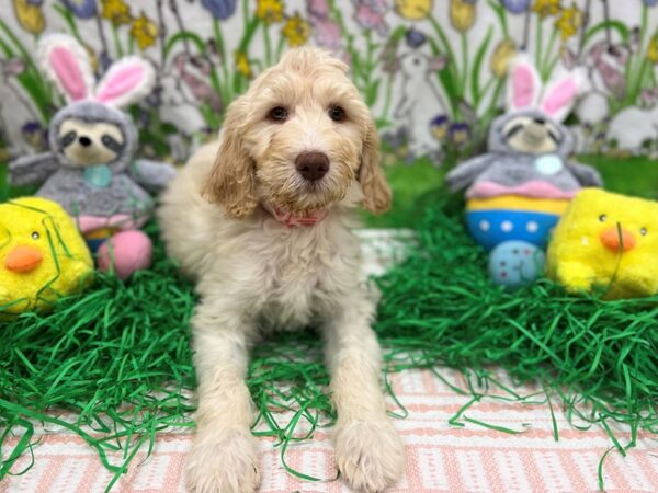 Labradoodle F1-B-Dog-Female--26379-Petland Scottsdale, Arizona