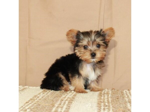Yorkshire Terrier-Dog-Male-Black / Tan-26398-Petland Scottsdale, Arizona