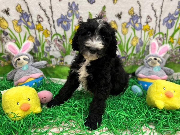 F1B Mini Bernedoodle-Dog-Male-Black-26348-Petland Scottsdale, Arizona