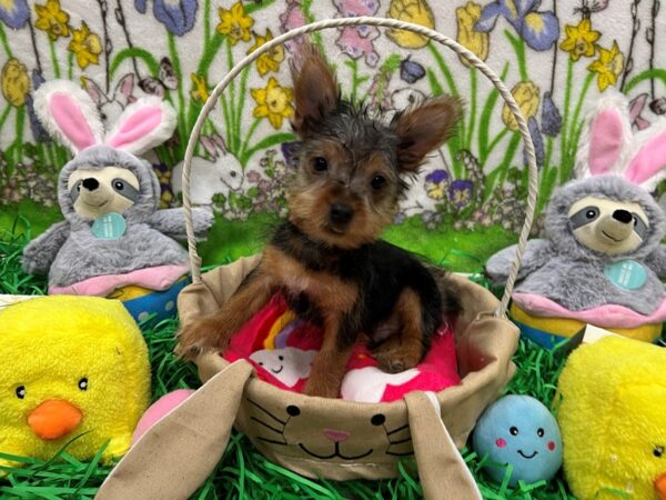 Silky Terrier-Dog-Male-Silver Black and Tan-26352-Petland Scottsdale, Arizona