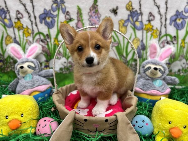 Pembroke Welsh Corgi-Dog-Female-Sable-26357-Petland Scottsdale, Arizona