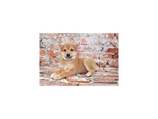 Shiba Inu-Dog-Female-Red Sesame-26387-Petland Scottsdale, Arizona