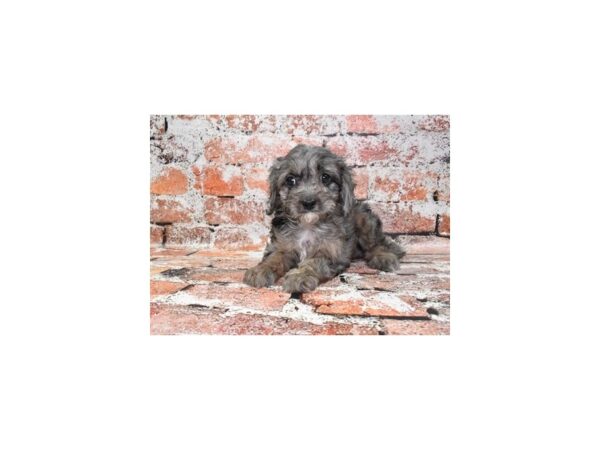 Cavalier King Charles Spaniel/Poodle-Dog-Female-Blue Merle-26381-Petland Scottsdale, Arizona