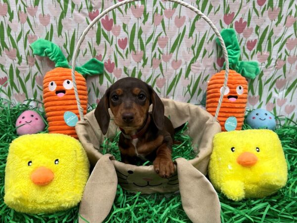 Dachshund-Dog-Female-Chocolate / Tan-26393-Petland Scottsdale, Arizona