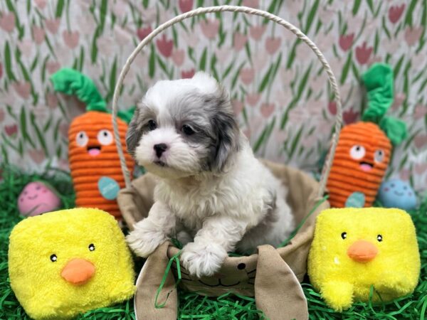 Poodle/Shih Tzu-Dog-Female-White / Blue Merle-26401-Petland Scottsdale, Arizona