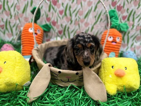 Dachshund-Dog-Male-Black / Tan-26394-Petland Scottsdale, Arizona