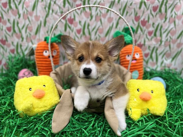 Pembroke Welsh Corgi-Dog-Male-Red Sable-26395-Petland Scottsdale, Arizona