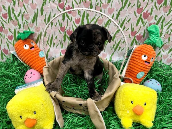 Pug-Dog-Male-Blue Roan-26386-Petland Scottsdale, Arizona