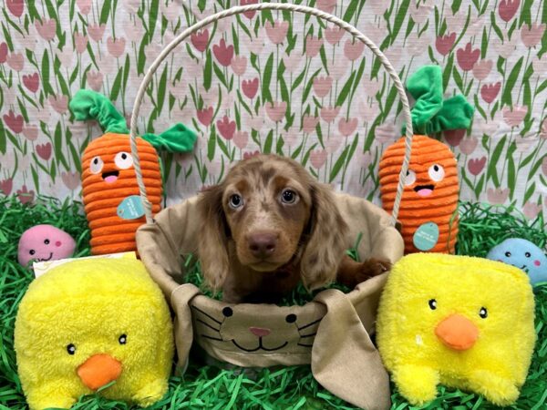 Dachshund-Dog-Female-Chocolate Dapple-26383-Petland Scottsdale, Arizona