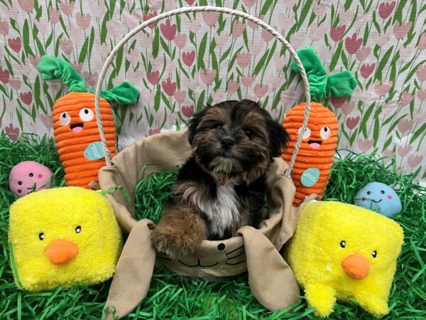 Maltese/Yorkshire Terrier-Dog-Female-Black and Tan-26380-Petland Scottsdale, Arizona