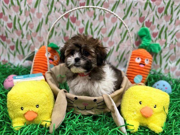 Bichon Frise/Shih Tzu-Dog-Female-Brindle and White-26384-Petland Scottsdale, Arizona